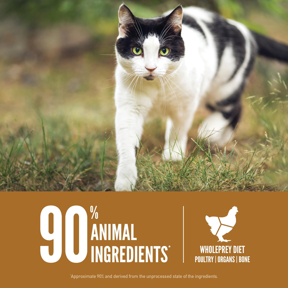 Grain Free Dry Cat Food 4lb Bag Y712