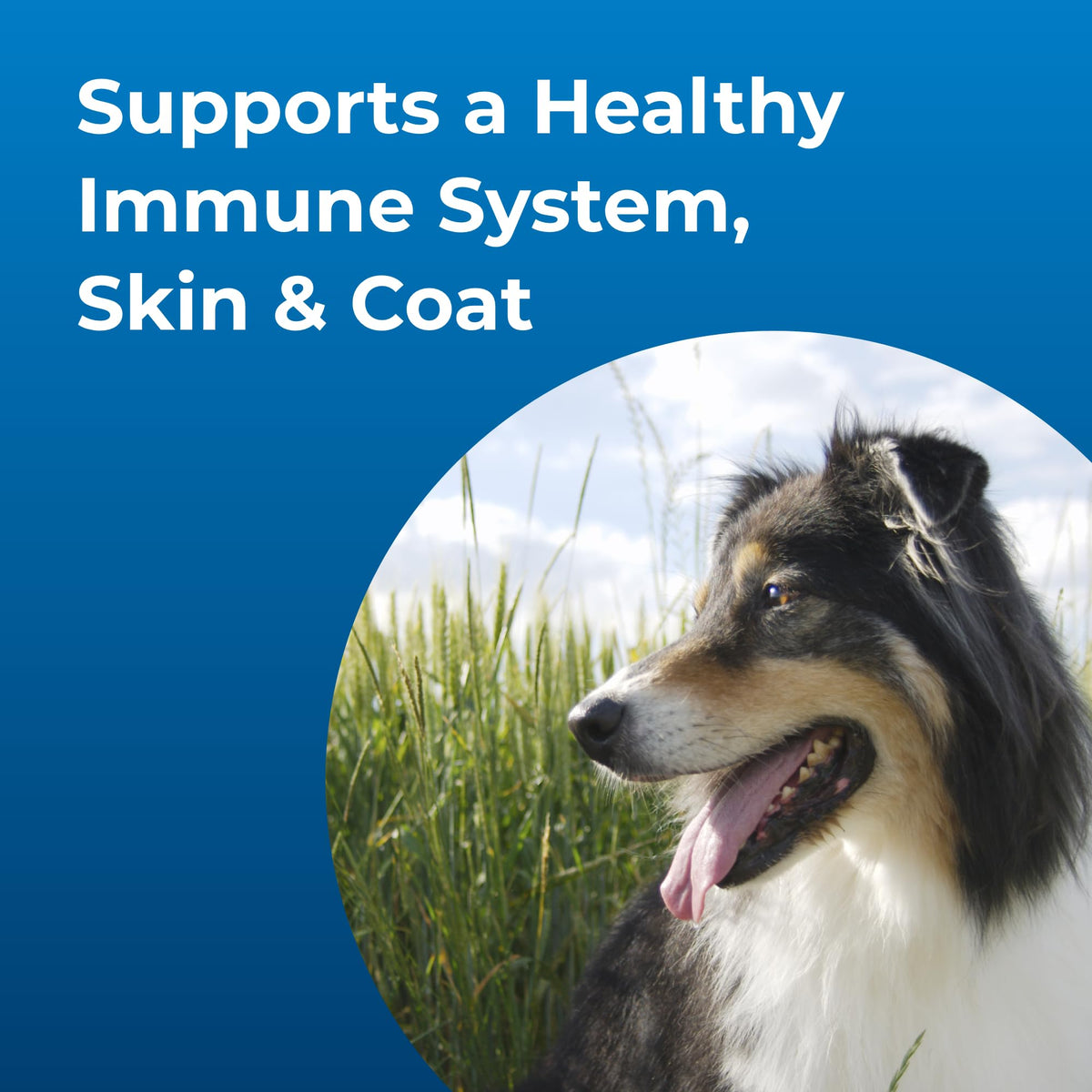 High Calorie Liquid Nutritional Supplement for Dogs & Puppies 16 oz M3718