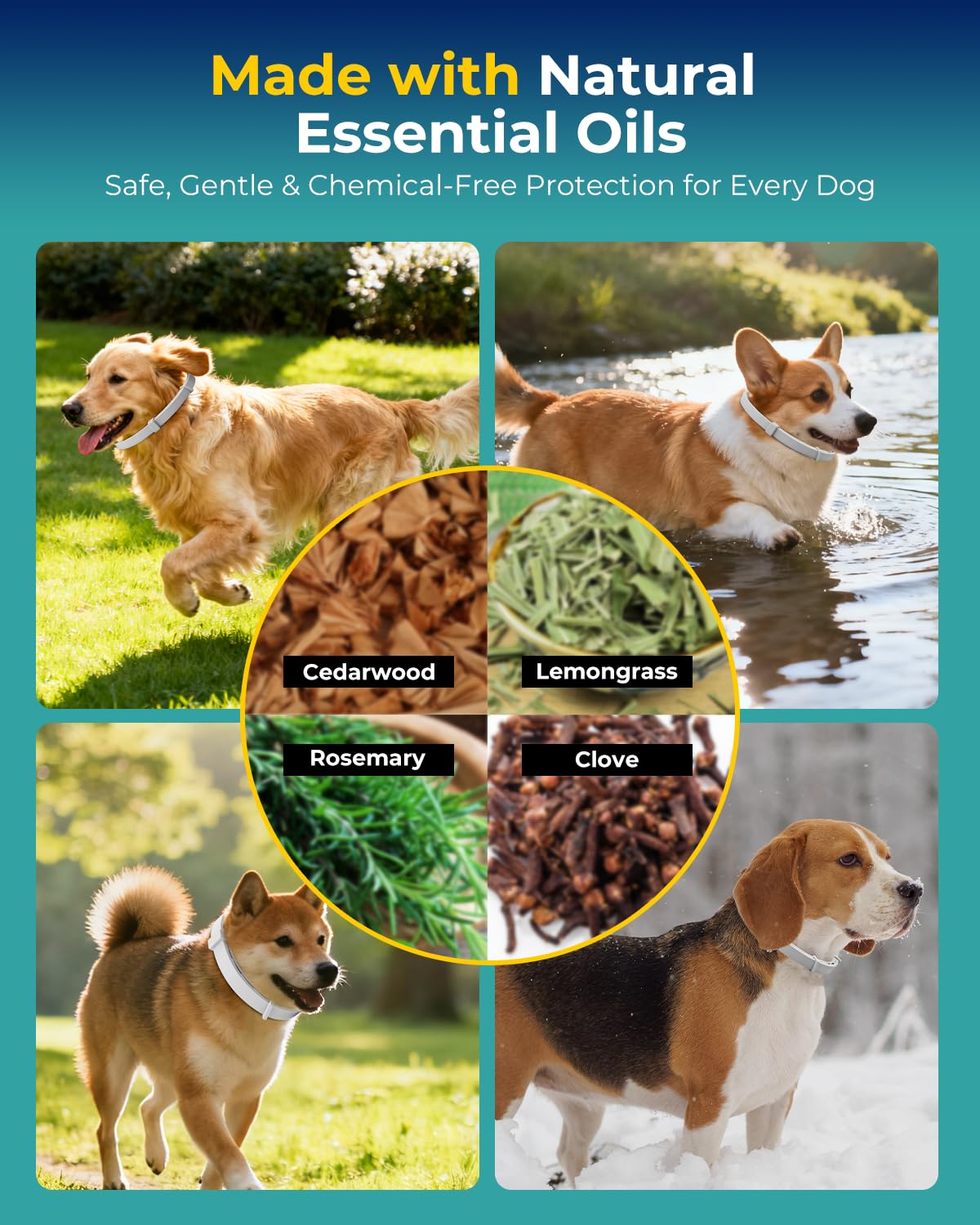 4 Pack Flea and Tick Collar for Small Dogs Under 18 lbs R7772