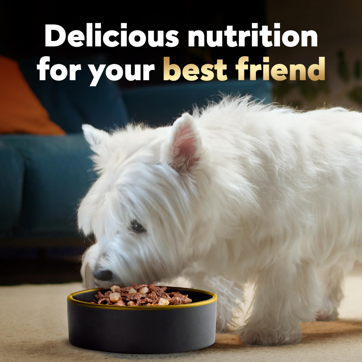 Adult Wet Dog Food Variety Pack 3.5 oz 24 Count X6150