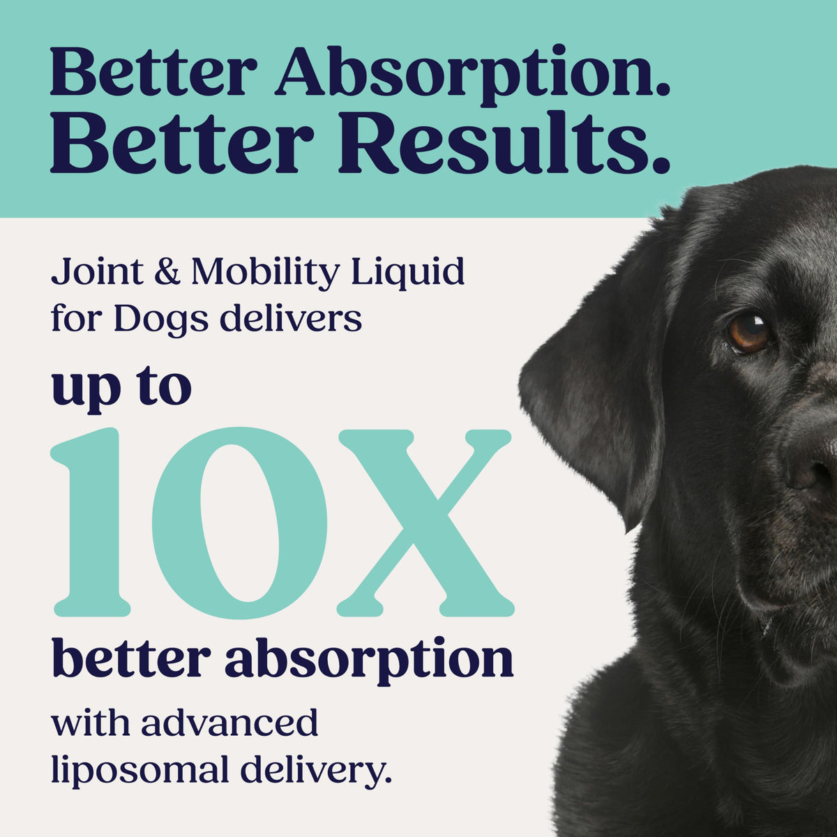 Liquid Joint and Mobility Supplement for Large Dogs G2870
